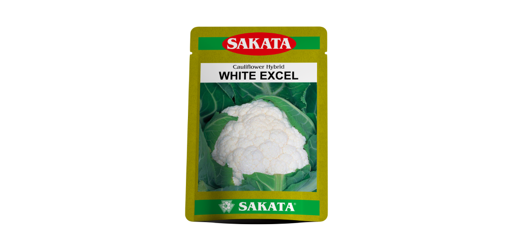 White Excel F1 Hybrid Cauliflower (Sakata Seeds) - Farmers Stop