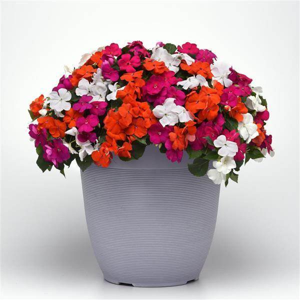 Beacon® Mixture Lindau Impatiens (PanAmerican) - Farmers Stop