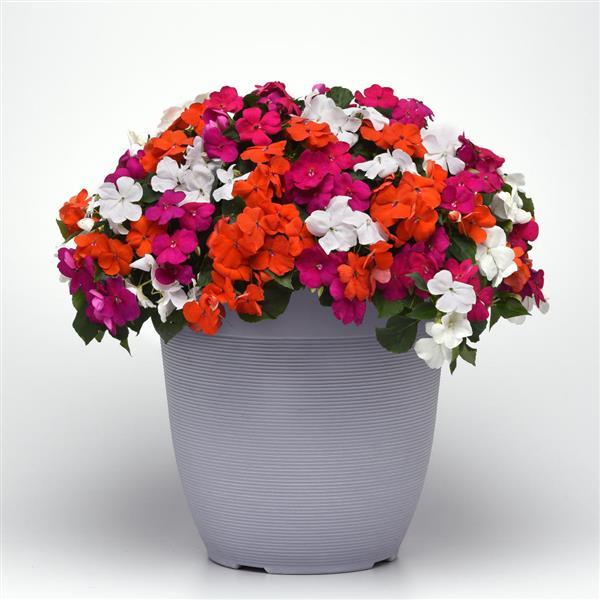 Beacon® Mixture Lindau Impatiens (PanAmerican) - Farmers Stop