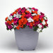 Beacon® Mixture Lindau Impatiens (PanAmerican) - Farmers Stop