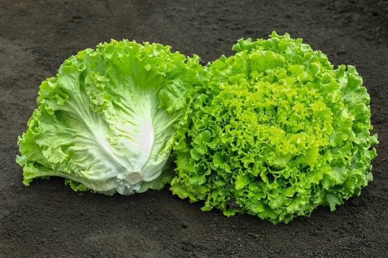 Lettuce - Batavia (Garden Festival's) - Farmers Stop