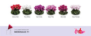 Cyclamen Super Serie F1 Merengue/Verano Mix (Schoneveld breeding) - Farmers Stop