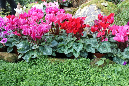 Cyclamen Standard Hybrid F1 Mix (Garden Festival) - Farmers Stop