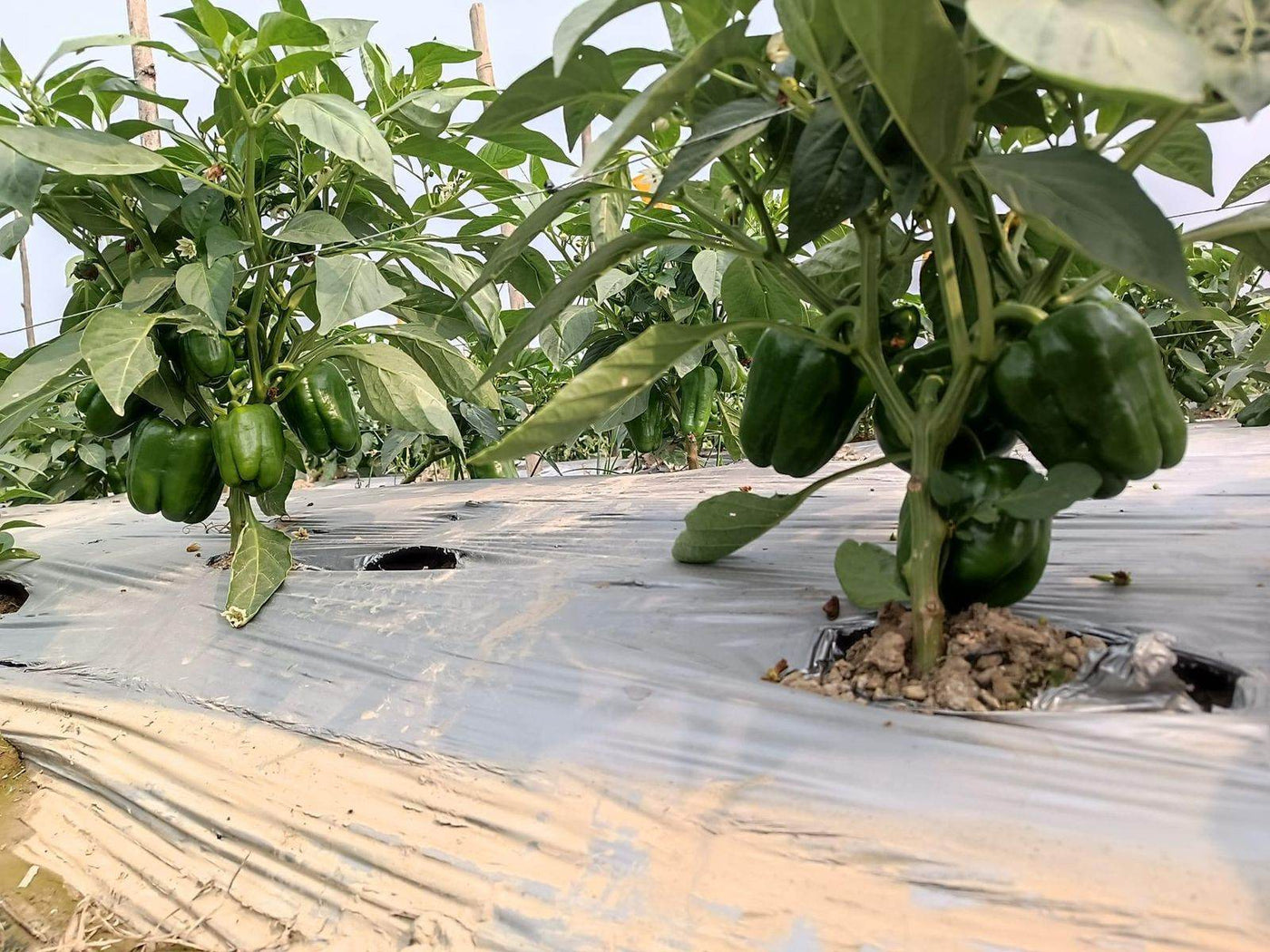 Fiza/फ़िज़ा Green Hybrid Sweet pepper (Known You Seeds) - Farmers Stop