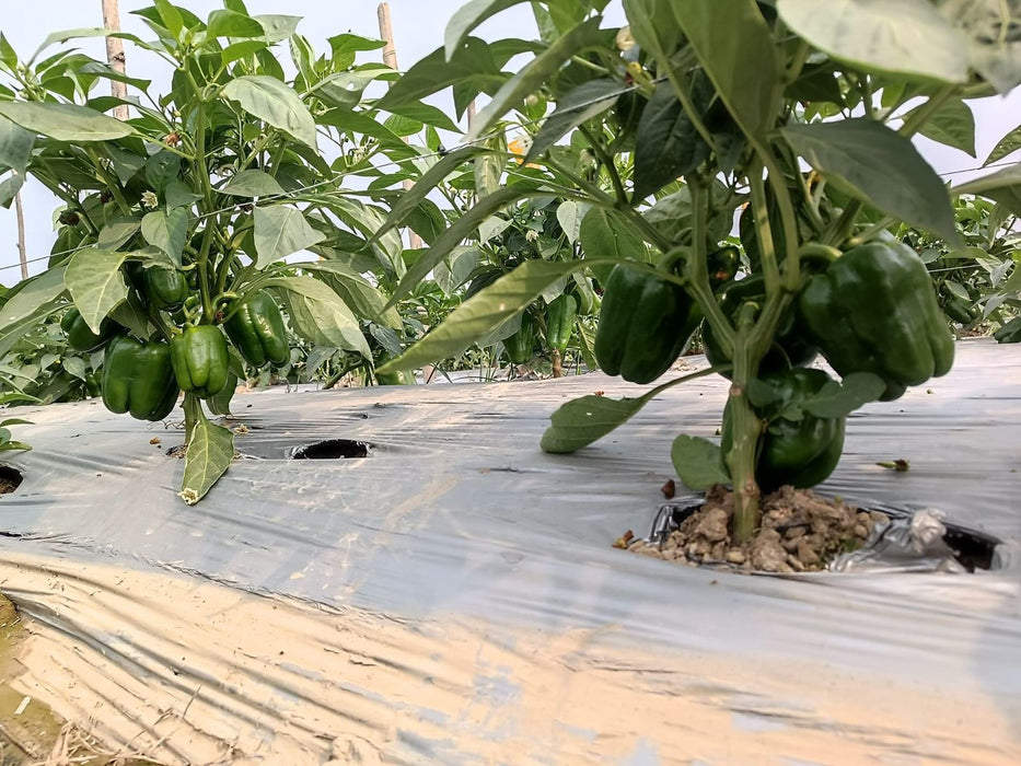 Fiza/फ़िज़ा Green Hybrid Sweet pepper (Known You Seeds) - Farmers Stop