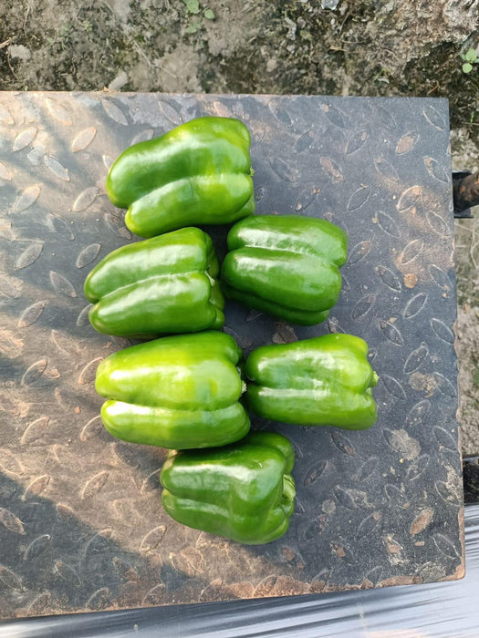 Fiza/फ़िज़ा Green Hybrid Sweet pepper (Known You Seeds) - Farmers Stop