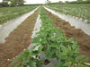 Fiza/फ़िज़ा Green Hybrid Sweet pepper (Known You Seeds) - Farmers Stop
