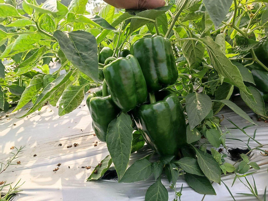 Fiza/फ़िज़ा Green Hybrid Sweet pepper (Known You Seeds) - Farmers Stop