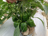 Fiza/फ़िज़ा Green Hybrid Sweet pepper (Known You Seeds) - Farmers Stop