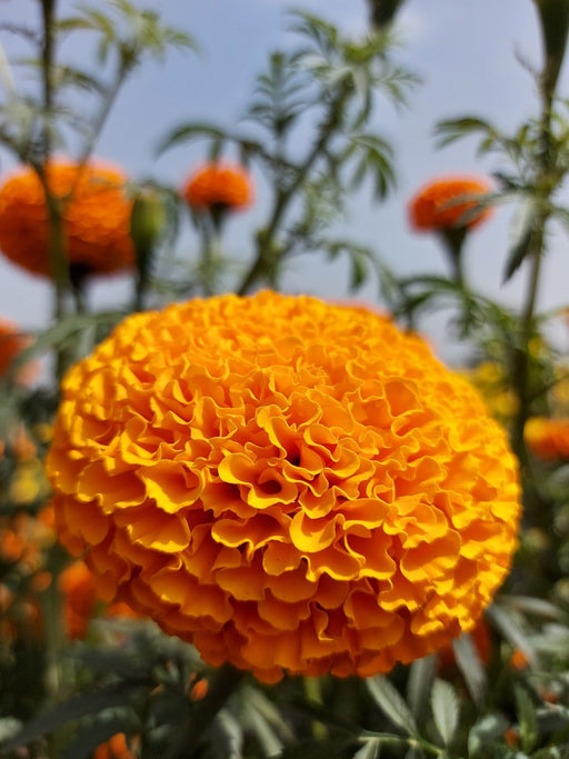 KY-1 ORANGE F1 Hybrid Marigold (KNOWN YOU SEEDS) - Farmers Stop