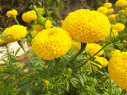 KY-1 YELLOW Hybrid F1 Yellow Marigold (KNOWN YOU SEEDS) - Farmers Stop