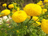 KY-1 YELLOW Hybrid F1 Yellow Marigold (KNOWN YOU SEEDS) - Farmers Stop