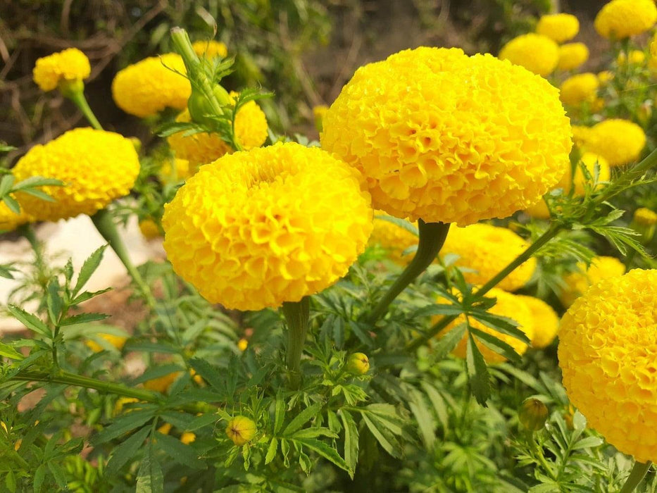 KY-1 YELLOW Hybrid F1 Yellow Marigold (KNOWN YOU SEEDS) - Farmers Stop