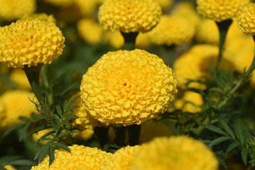 KY-1 YELLOW Hybrid F1 Yellow Marigold (KNOWN YOU SEEDS) - Farmers Stop