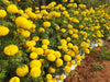KY-1 YELLOW Hybrid F1 Yellow Marigold (KNOWN YOU SEEDS) - Farmers Stop