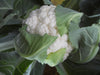 Gauri F1 Hybrid Cauliflower (Tokita Seeds) - Farmers Stop