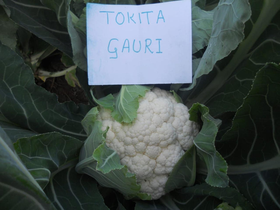 Gauri F1 Hybrid Cauliflower (Tokita Seeds) - Farmers Stop