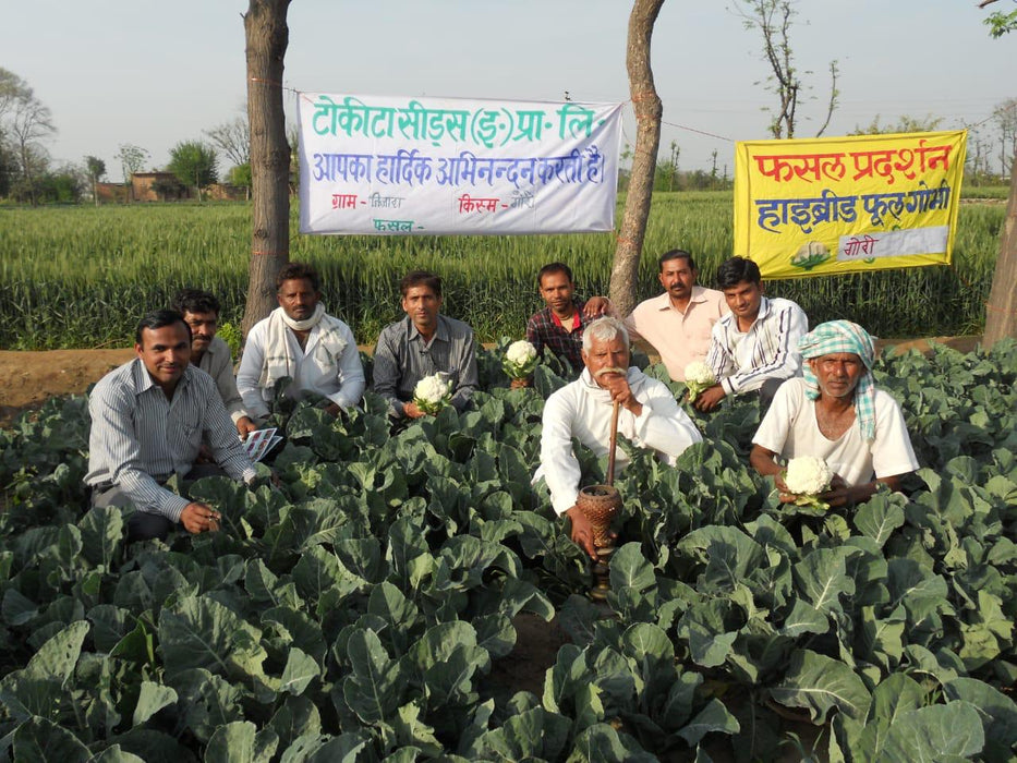 Gauri F1 Hybrid Cauliflower (Tokita Seeds) - Farmers Stop
