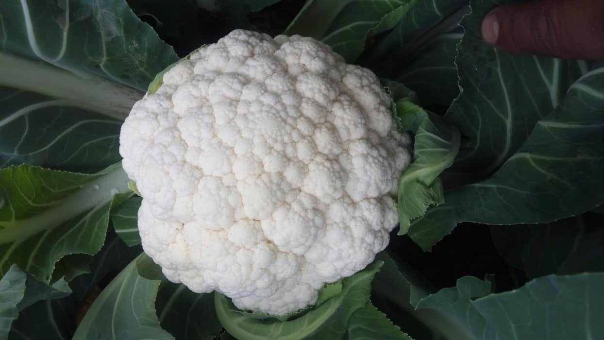 Gauri F1 Hybrid Cauliflower (Tokita Seeds) - Farmers Stop