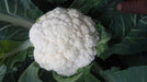 Gauri F1 Hybrid Cauliflower (Tokita Seeds) - Farmers Stop