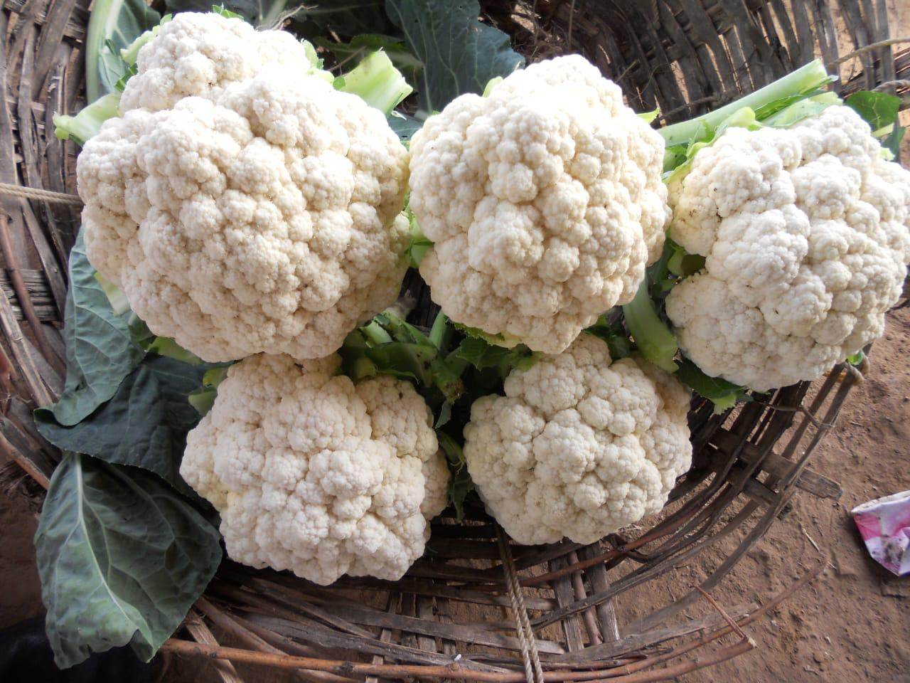 Gauri F1 Hybrid Cauliflower (Tokita Seeds) - Farmers Stop