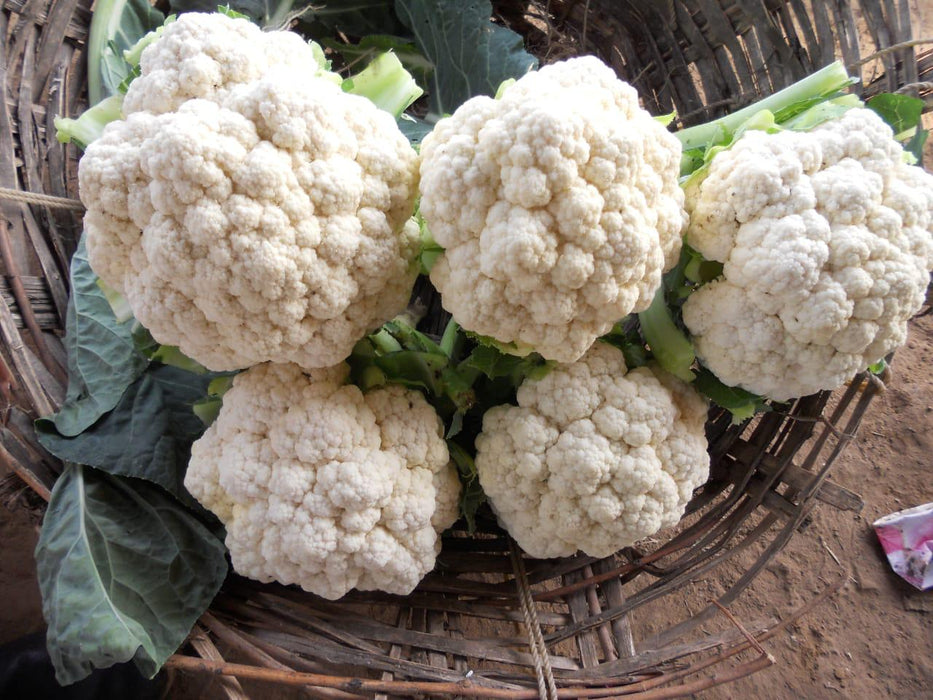 Gauri F1 Hybrid Cauliflower (Tokita Seeds) - Farmers Stop