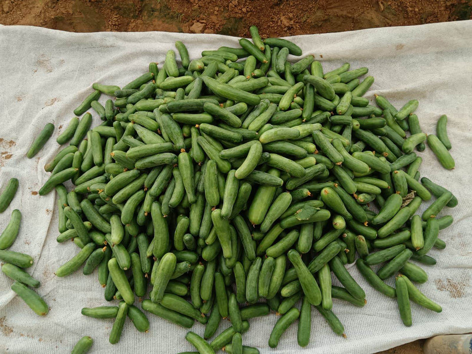 PROBUS F1 Hybrid Polyhouse Cucumber (Nunhems) - Farmers Stop