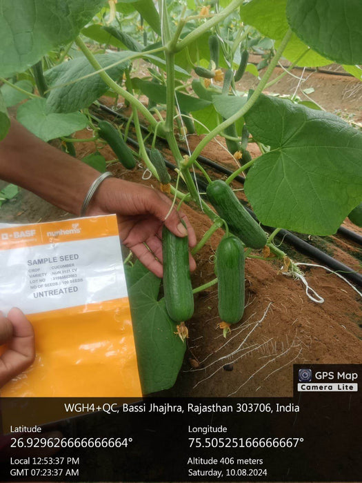 PROBUS F1 Hybrid Polyhouse Cucumber (Nunhems) - Farmers Stop