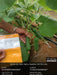 PROBUS F1 Hybrid Polyhouse Cucumber (Nunhems) - Farmers Stop