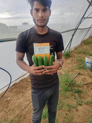 PROBUS F1 Hybrid Polyhouse Cucumber (Nunhems) - Farmers Stop
