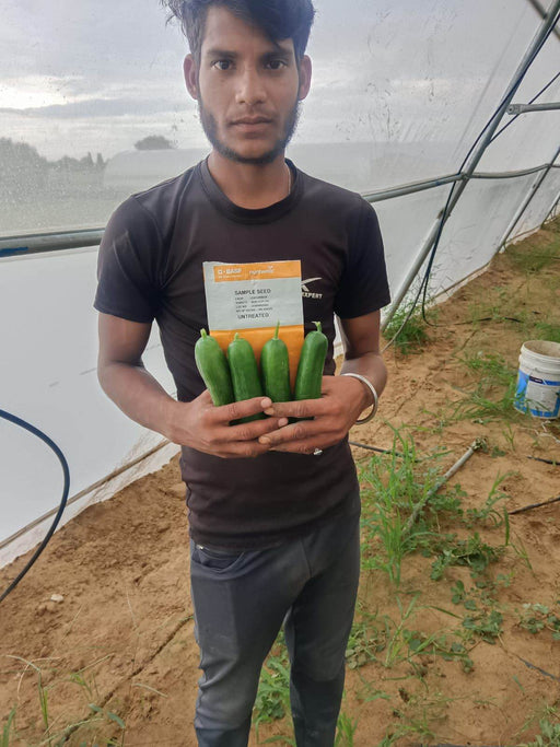 PROBUS F1 Hybrid Polyhouse Cucumber (Nunhems) - Farmers Stop
