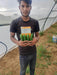 PROBUS F1 Hybrid Polyhouse Cucumber (Nunhems) - Farmers Stop