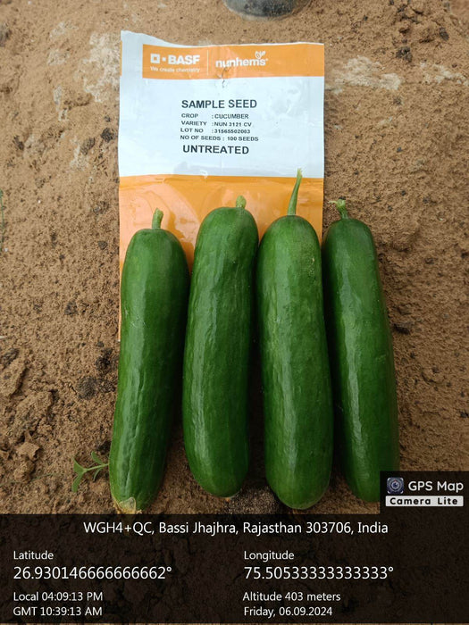 PROBUS F1 Hybrid Polyhouse Cucumber (Nunhems) - Farmers Stop