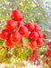 SIMMI F1 Hybrid Cherry Tomato (Known You Seeds) - Farmers Stop
