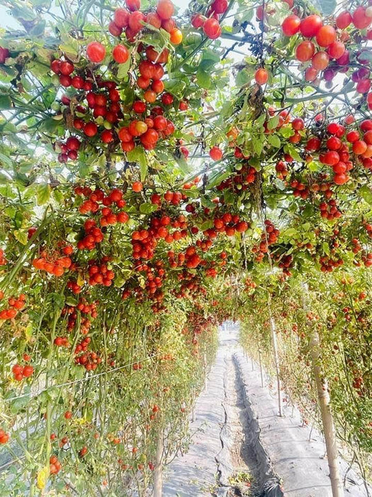 SIMMI F1 Hybrid Cherry Tomato (Known You Seeds) - Farmers Stop