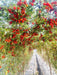 SIMMI F1 Hybrid Cherry Tomato (Known You Seeds) - Farmers Stop