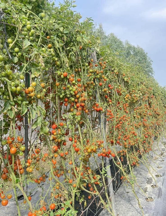 SIMMI F1 Hybrid Cherry Tomato (Known You Seeds) - Farmers Stop