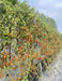 SIMMI F1 Hybrid Cherry Tomato (Known You Seeds) - Farmers Stop