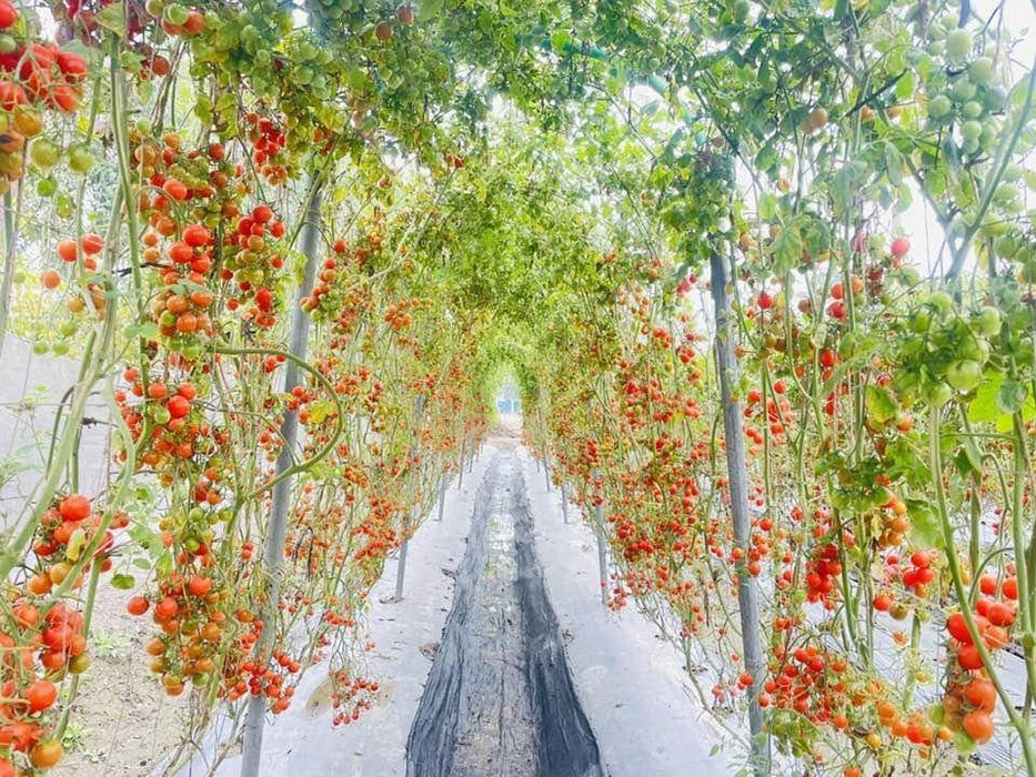 SIMMI F1 Hybrid Cherry Tomato (Known You Seeds) - Farmers Stop
