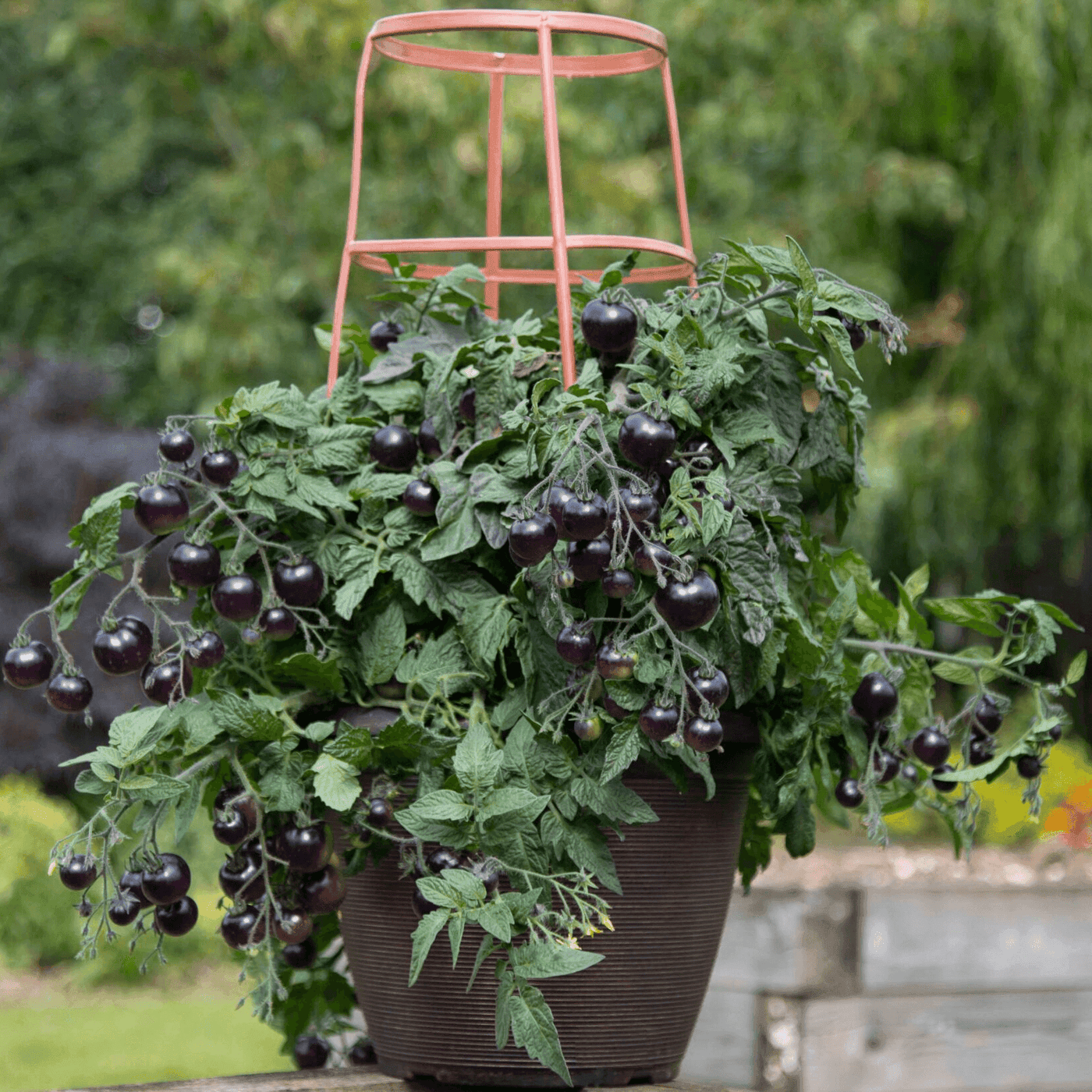 Black F1 Hybrid Determinate Tomato - Farmers Stop