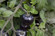 Akoya F1 Hybrid Determinate Black/Orange Tomato (floranova) - Farmers Stop
