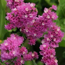 Statice Limonium QIS Series (PanAmerican) - Farmers Stop