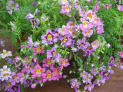 Butterfly Flower - Angel Wings Mix (Garden Festival) - Farmers Stop