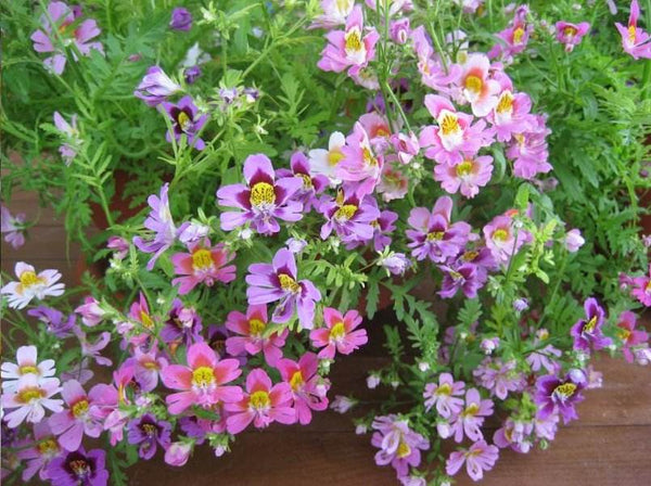 Butterfly Flower - Angel Wings Mix (Garden Festival) - Farmers Stop