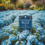Alyssum Blue (Garden Festival's) - Farmers Stop