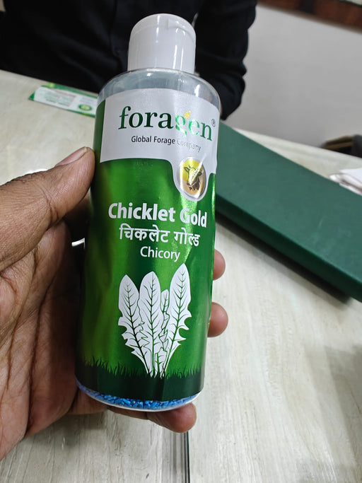 Chicory Chicklet Gold (Foragen) - Farmers Stop