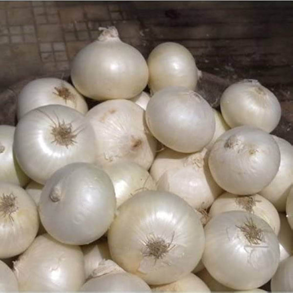 Improved Onion White Colored Seeds (Garden Festival) - Farmers Stop