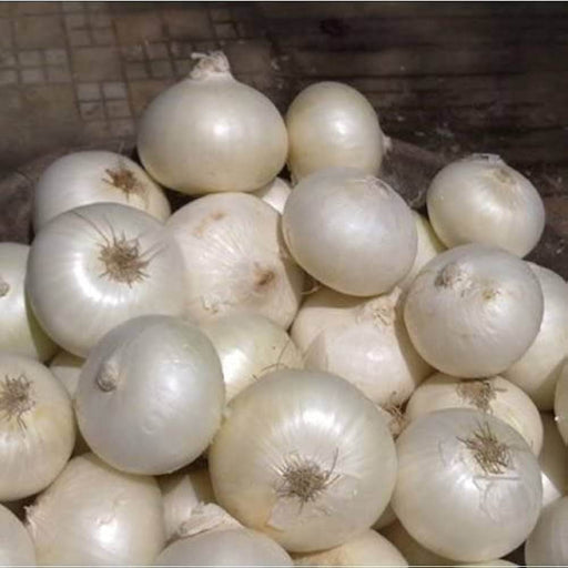 Improved Onion White Colored Seeds (Garden Festival) - Farmers Stop