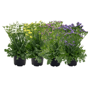 Limonium sinuatum Hipster™ (Benary) - Farmers Stop