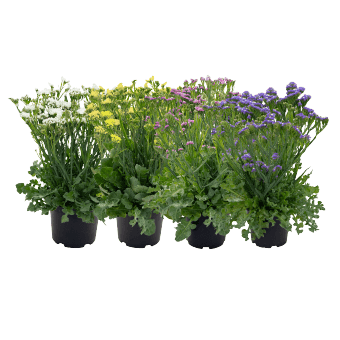 Limonium sinuatum Hipster™ (Benary) - Farmers Stop